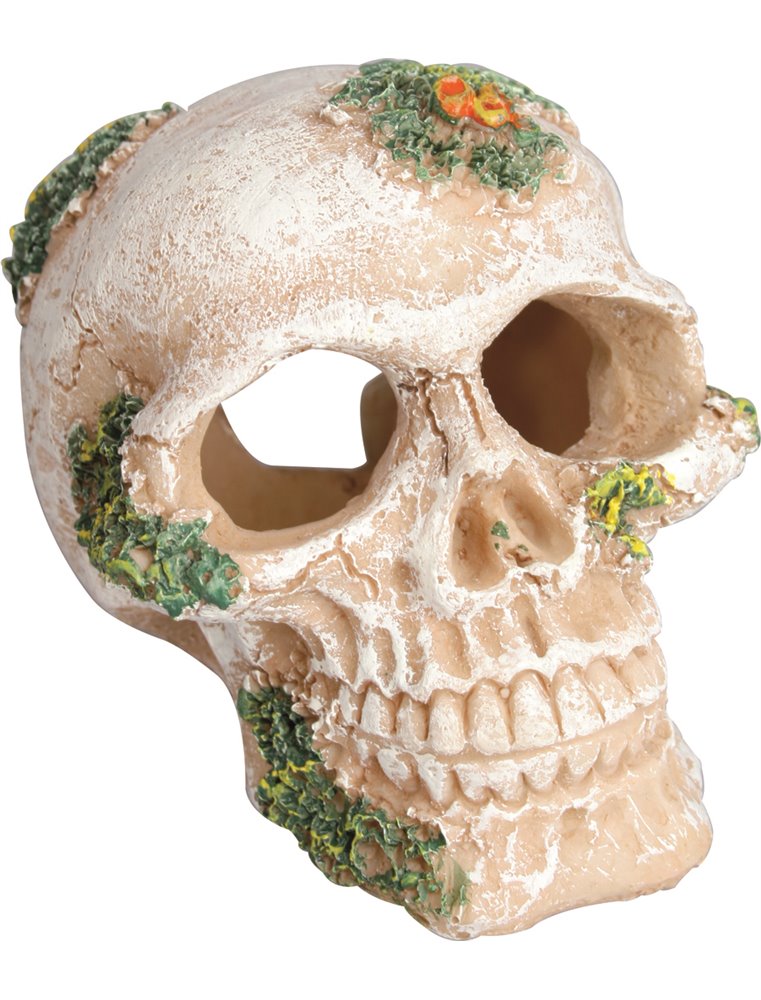 Decoratie skull