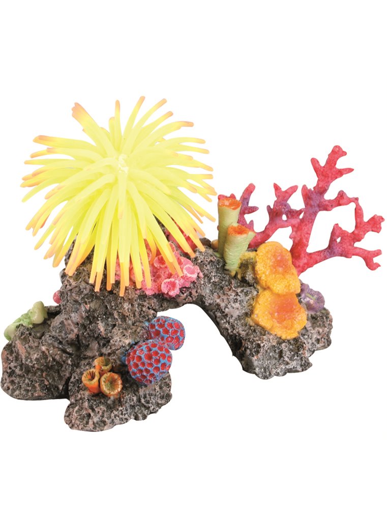 Decoratie rif met anemoon