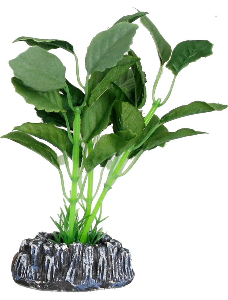 Aq. plant zijde brasil plant4 s