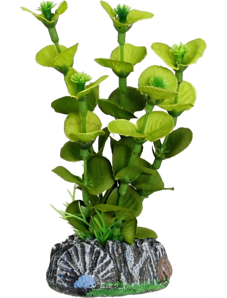 Aq. plant zijde brasil plant5 s