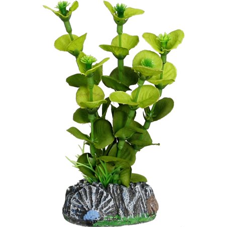 Aq. plant zijde brasil plant5 s 