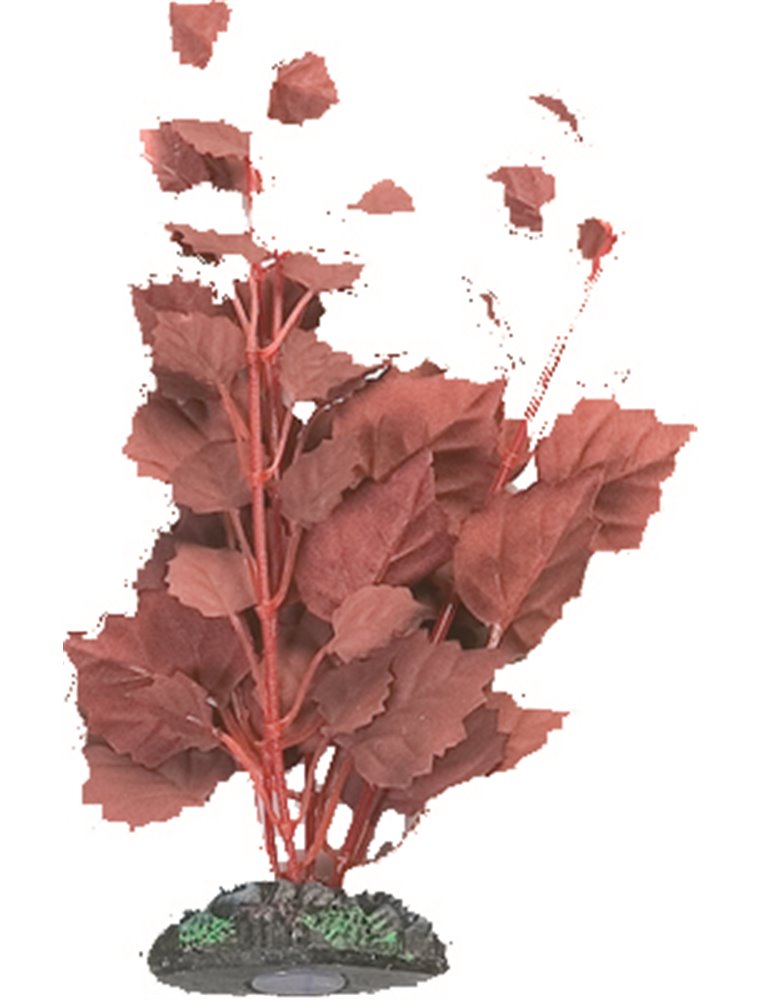 Aq. plant zijde egypt plant2 s