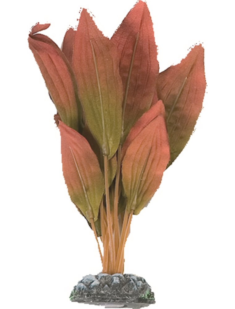 Aq. plant zijde egypt plant4 s