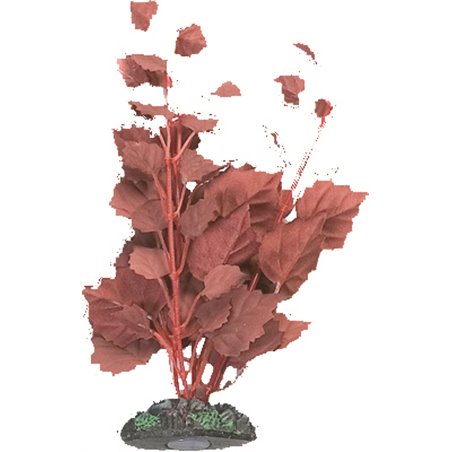 Aq. plant zijde egypt plant2 m 