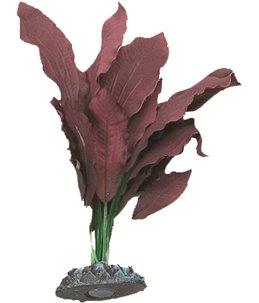 Aq. plant zijde egypt plant3 m 