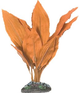 Aq. plant zijde egypt plant5 m 