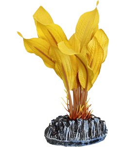 Aq. plant zijde tanzania plant6 xs 