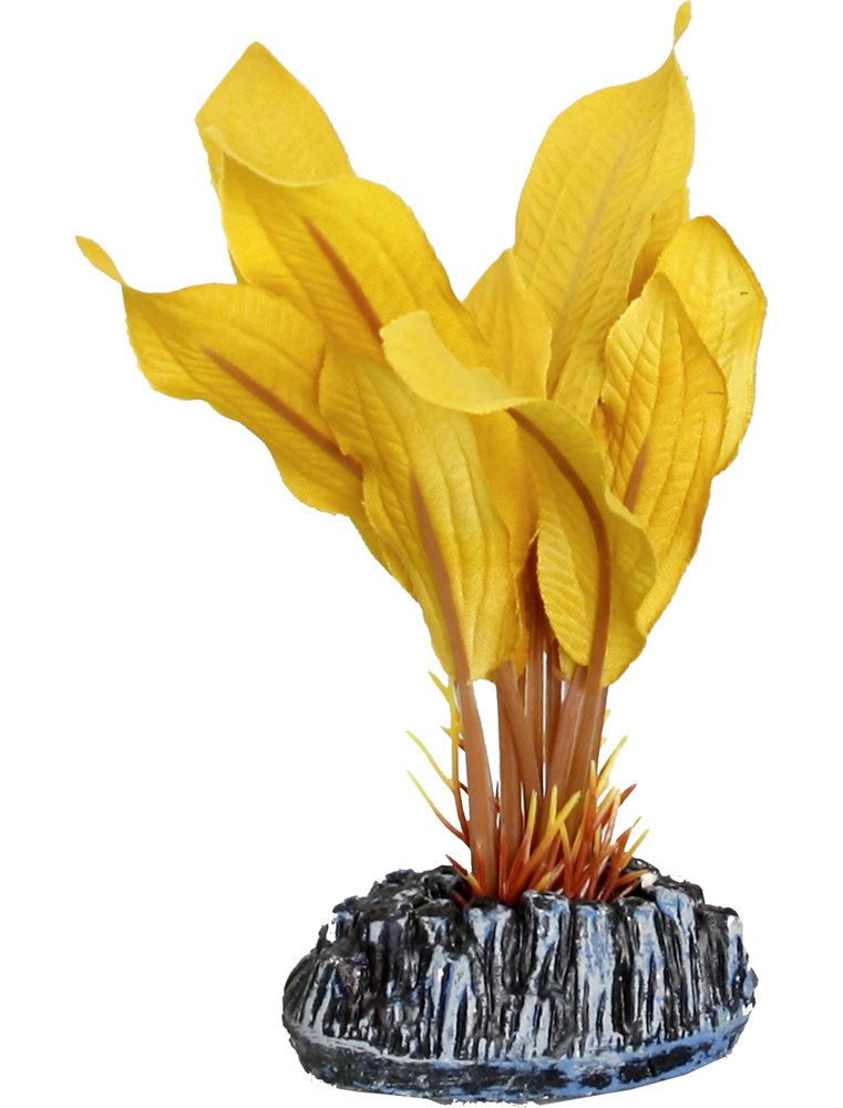 Aq. plant zijde tanzania plant6 s