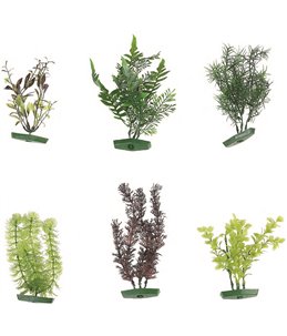 Aquarium plant assortiment - m