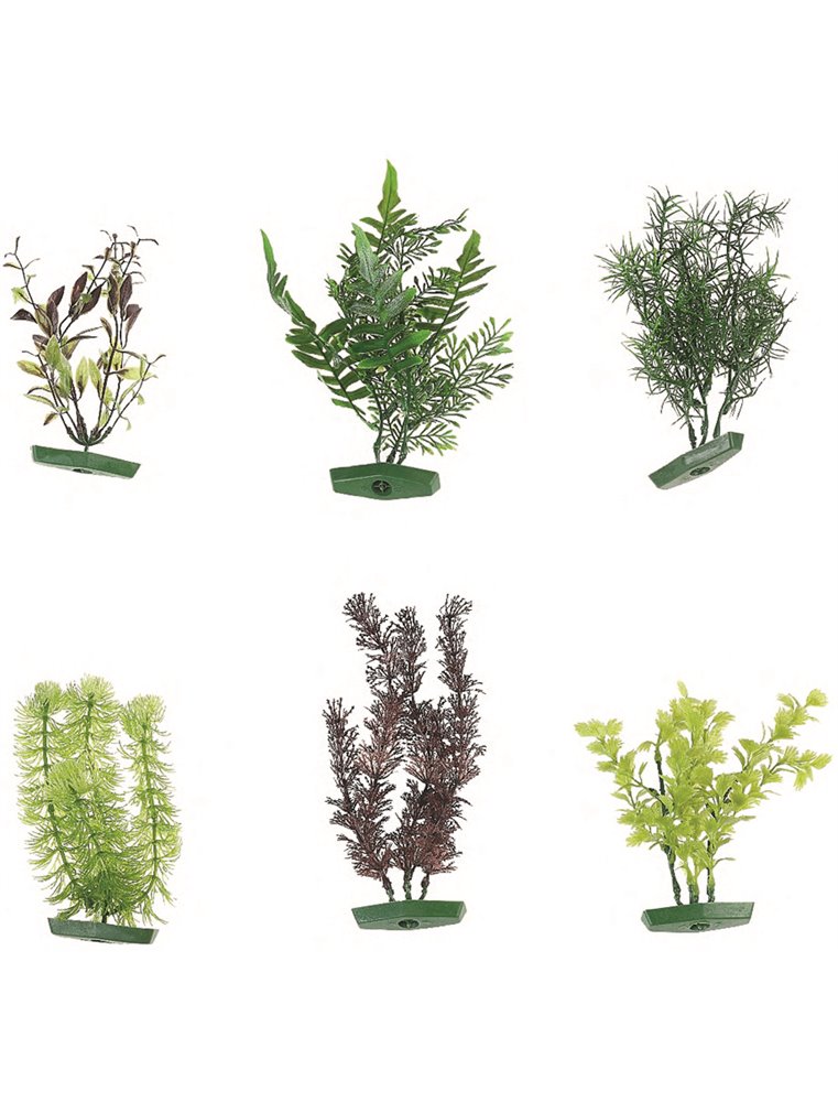 Aquarium plant assortiment - m