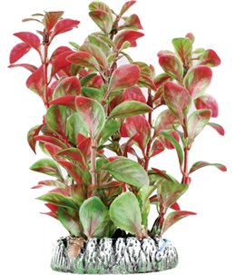 Aq. plant plastic guyana ass. - s