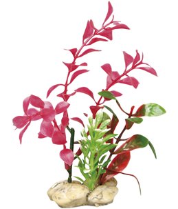 Aq. plant plastic botanica ass.