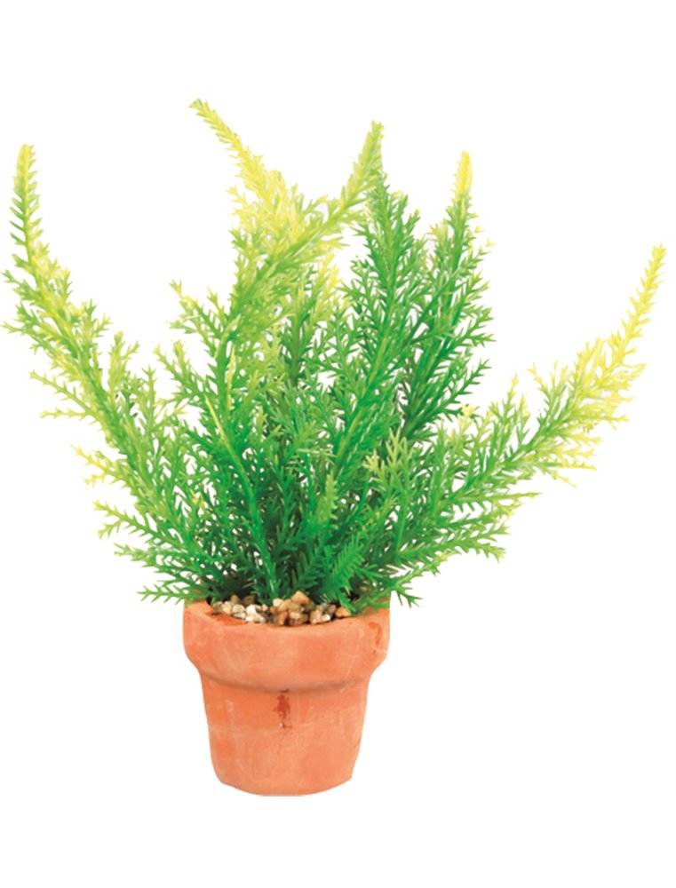 Aq. plant plastic terra cotta