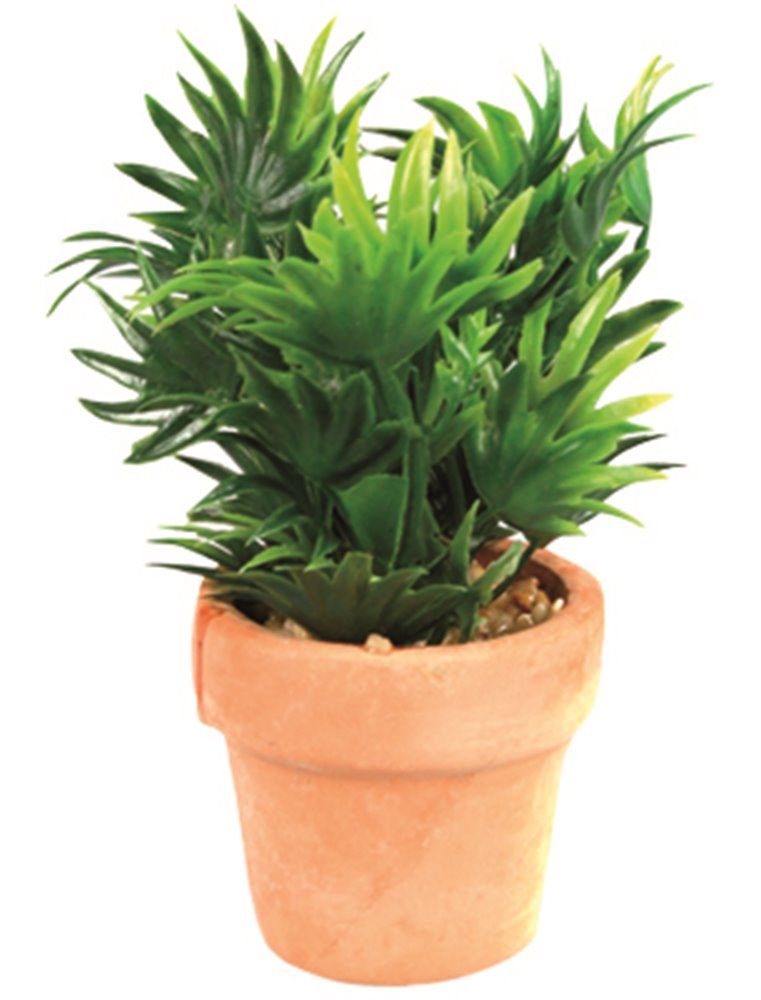 Aq. plant plastic terra cotta