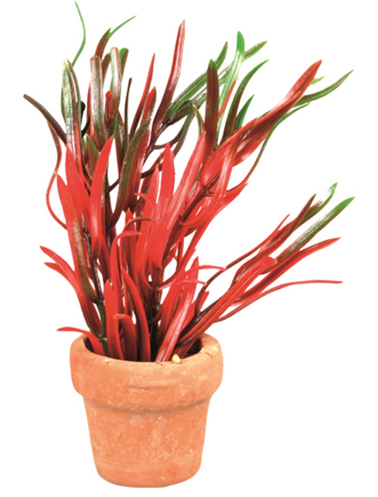 Aq. plant plastic terra cotta