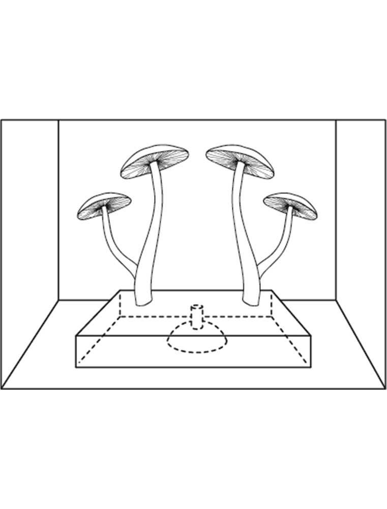 Decoratie fluo paddenstoelen