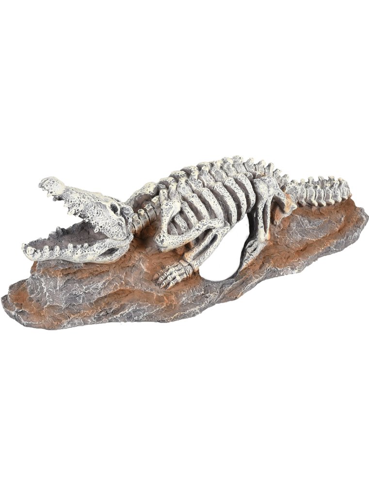Ad skelo skelet krokodil 20x8x6cm