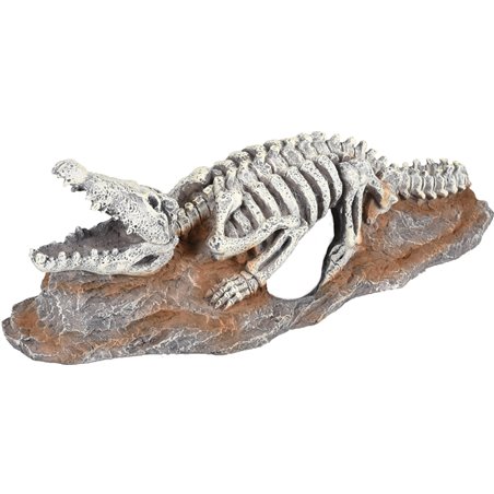 Ad skelo skelet krokodil 20x8x6cm 