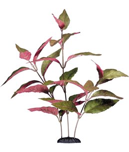 Aquariumplant alternanthera 30cm