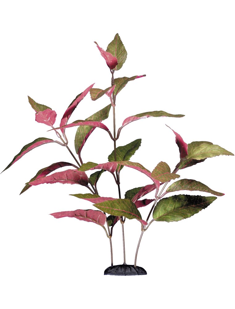 Aquariumplant alternanthera 30cm