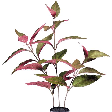 Aquariumplant alternanthera 30cm 