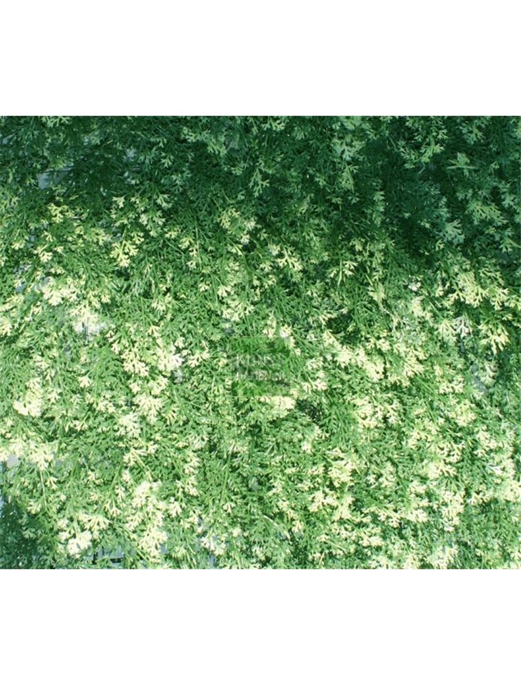 Kunstof matten Conifeer - Japanse cipres