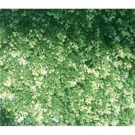 Kunstof matten Conifeer - Japanse cipres