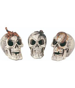 Terr. decoratie schedel - ass