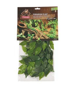 Terr. plant ficus 50cm