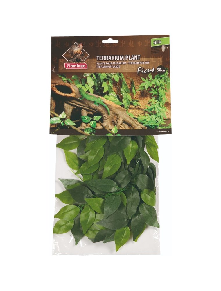 Terr. plant ficus 50cm