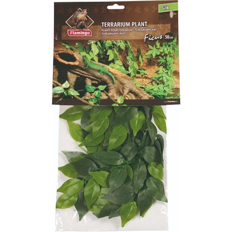 Terr. plant ficus 50cm 