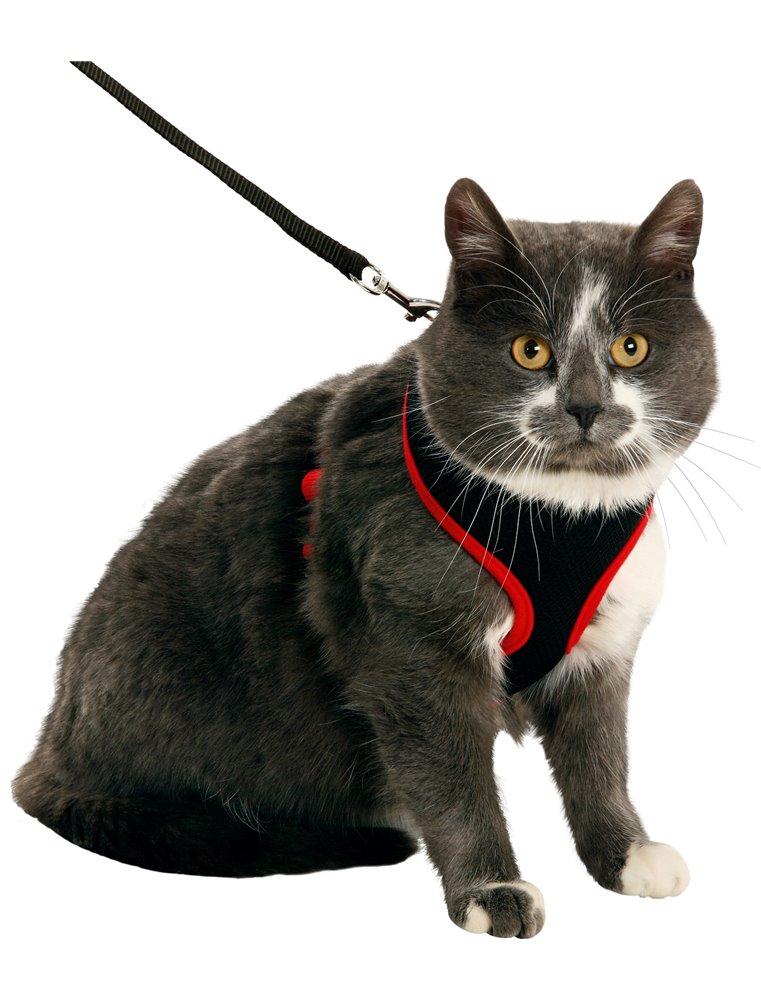 Harms kittentuig set zw/rd110cm10mm