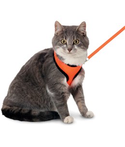 Harms kittentuig set or/zw110cm10mm