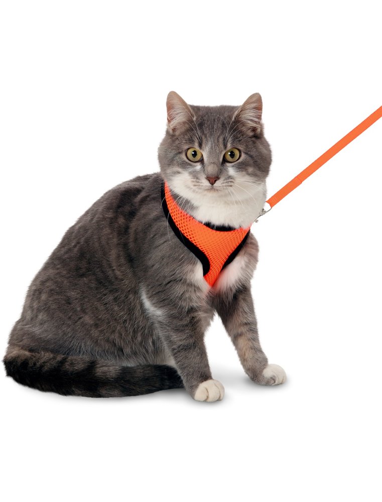 Harms kittentuig set or/zw110cm10mm