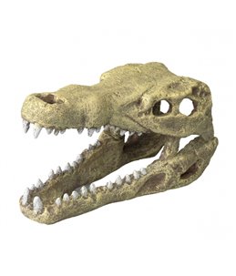 Krokodilen hoofd