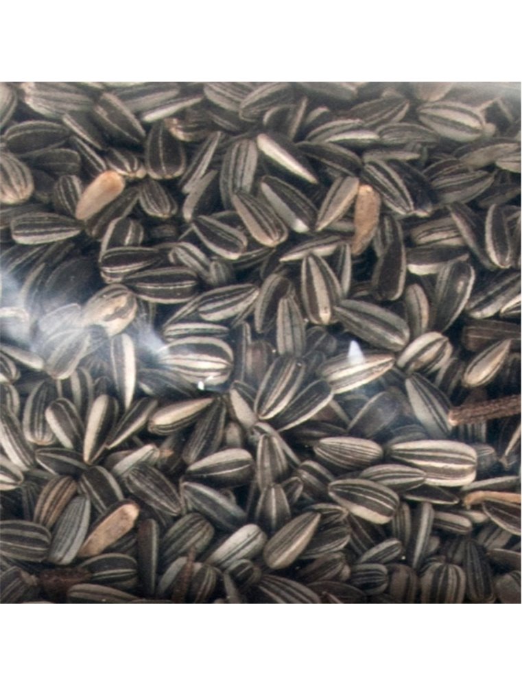 ZONNEBLOEMPITTEN 3 KG