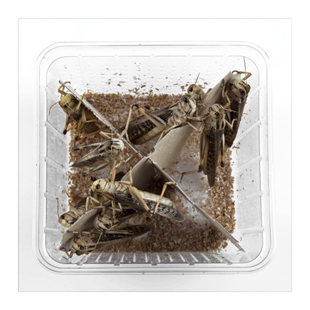 Levende sprinkhanen groot, doosje van 10 stuks