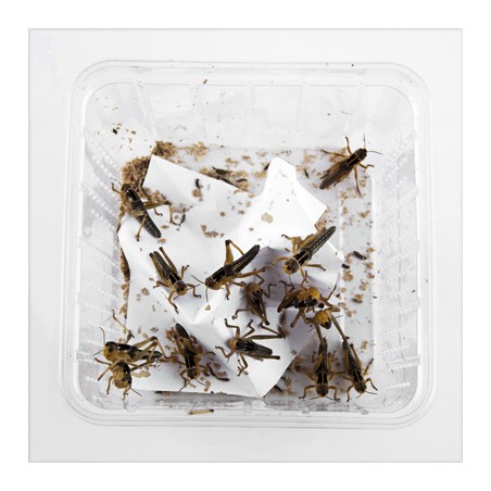 Levende sprinkhanen middel, doosje van 11 stuks