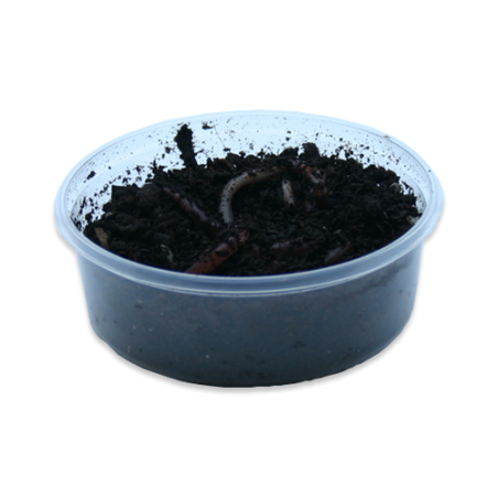 Levende regenwormen doosje van 15-20 stuks