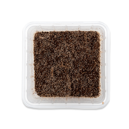 Levende springstaarten in doosje