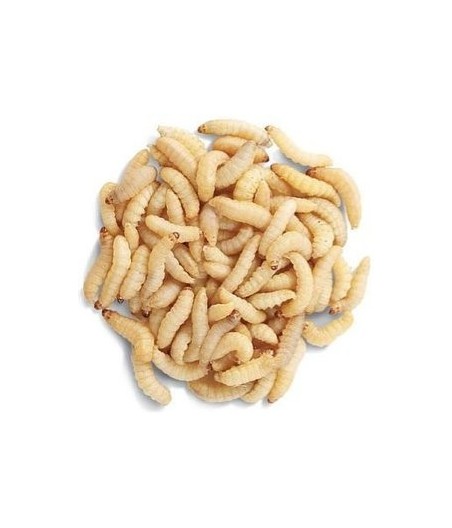 Wasmotten, doos zonder voer +/- 120 stuks