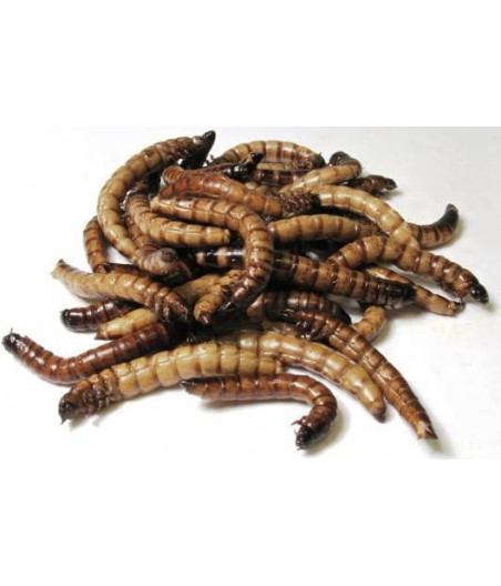 Levende moriowormen doosje van 1kg