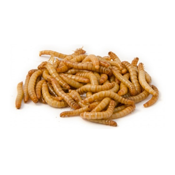 Levende meelwormen doosje van 2.5kg