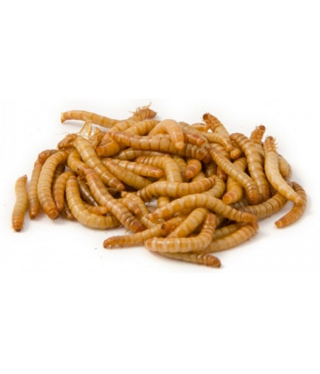 Levende meelwormen doosje van 2.5kg