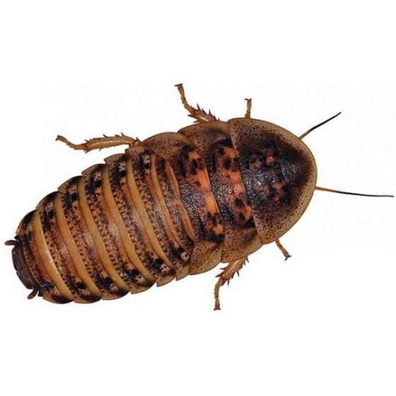 Levende kakkerlakken...