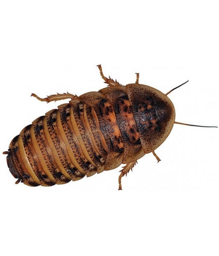 Levende kakkerlakken volwassen in doosje van 15 stuks