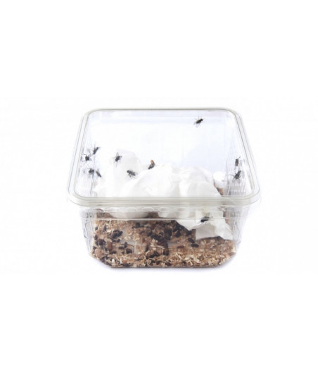 Levende krulvliegen in doosje