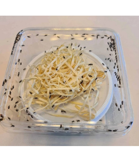 Levende fruitvliegen groot  met maden