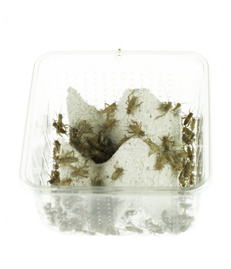 Levende huiskrekels maat 6 (15mm) koker van 200 gram