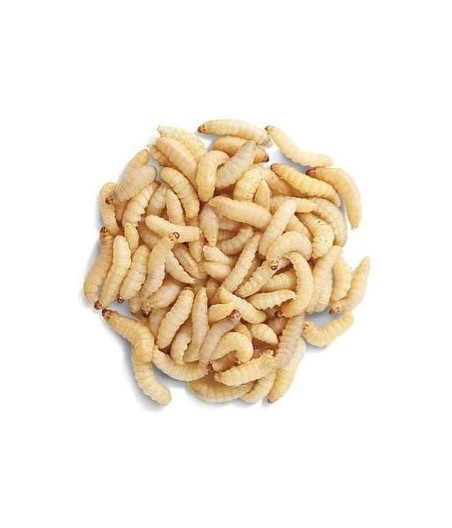 Voer voor wasmotten per doosje